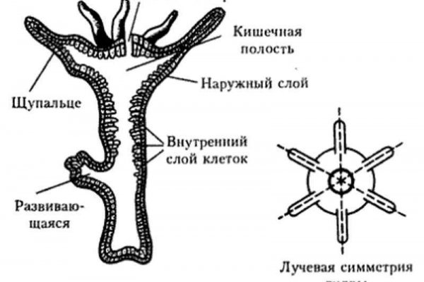 Кракен через впн