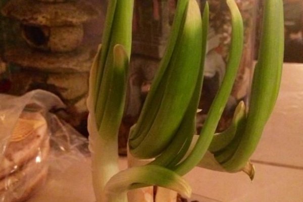 Kraken смылка