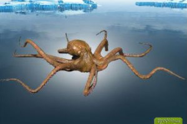 Кракен торговая площадка даркнет