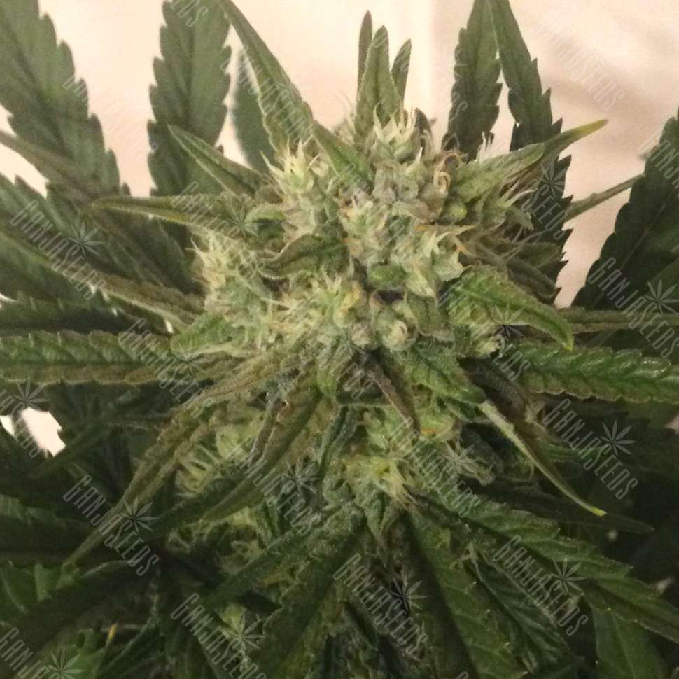 Kraken 25 at